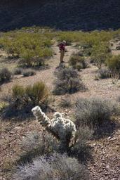 Deborah and a cholla [fri mar 18 08:25:42 mdt 2022]